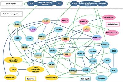 Awakening the HSC: Dynamic Modeling of HSC Maintenance Unravels Regulation of the TP53 Pathway and Quiescence